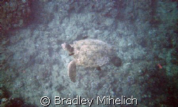 another cheap camera pic.   by Bradley Mihelich 